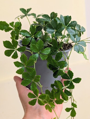 Cissus striata grape - -,
