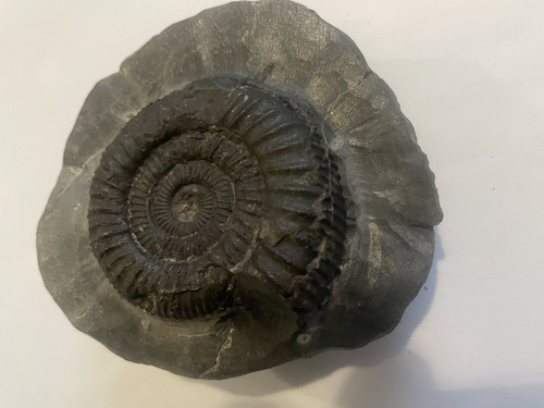 Dactylioceras ammonite fossil - dactylioceras,