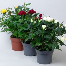 Miniature Rose x 3 – Mixed
