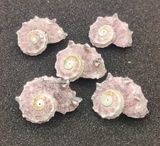 5 x (Small) Delphinium (Dolphin) shells for Hermit Crabs Homes Natural Seashells