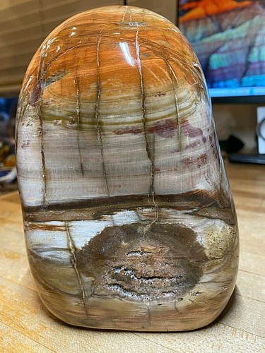 Petrified fossilized agatized - petrified,