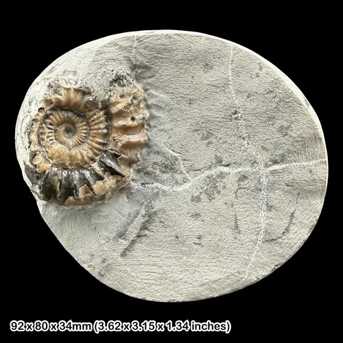 Oistoceras ammonite fossil - ammonite,
