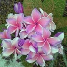 Rare Plumeria Cutting "Flight