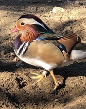 Mandarin Duck Eggs (6) 