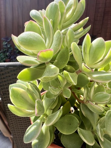 Crassula swaziensis variegated - crassula,