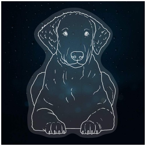 Curly coated retriever - 'curly, retriever'
