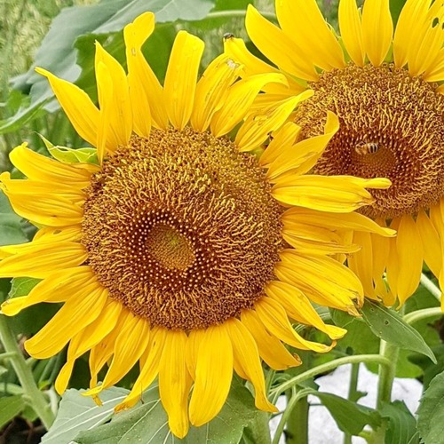 Sunflower helianthus sunspot - sunflower,,