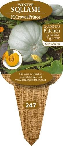 Squash plants f1 crown - 'f1,