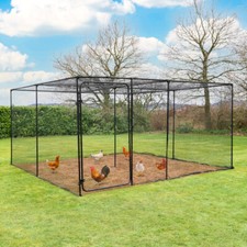 Harrier poultry chicken - poultry,, &