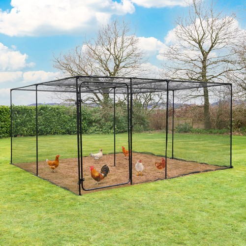 Harrier poultry chicken - chicken, &