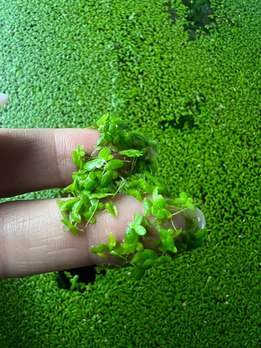 Duckweed large table - 1, spoon