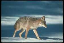 109068 Coyote On Snow Light A4 Photo Print