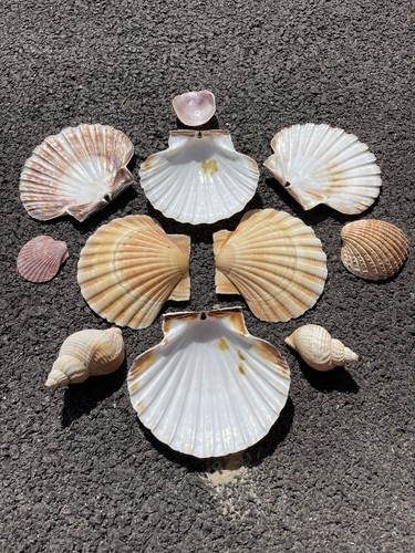 Collection sea shells - collection,