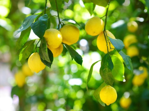 Meyers lemon tree - 1,