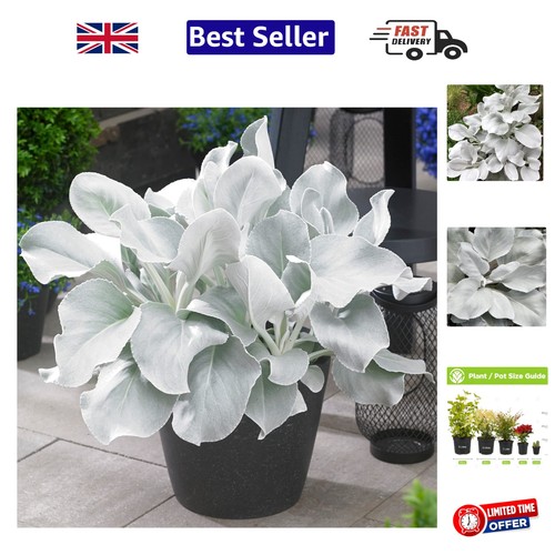 Senecio angel wings plant - senecio,
