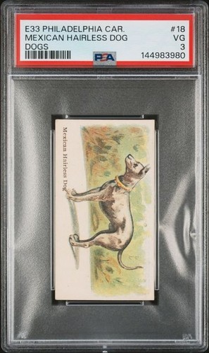 Mexican hairless dog 1910 e33 - dog,