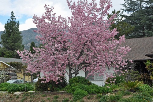 Prunus serrulata seeds - prunus, 10