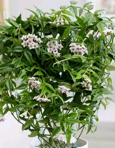 Hoya bella house plant 15cm - bella.,