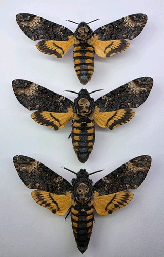 Acherontia atropos trio 3 - acherontia, trio.