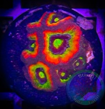 SAF~ ‘WYSIWYG”Holy Grail