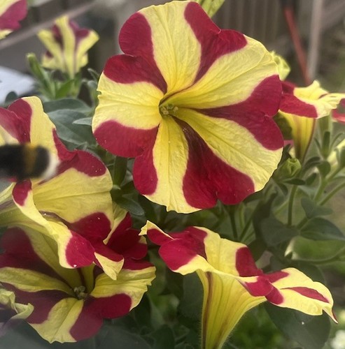 Petunia seeds queen of - petunia, (queen