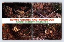 Postcard Ruffed Grouse Woodcock Partridge Eggs Nest 1970s Unposted Chrome