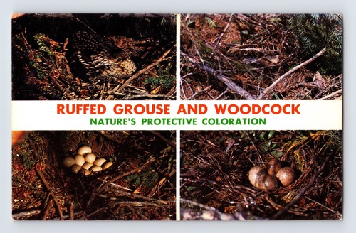 Postcard ruffed grouse - postcard,