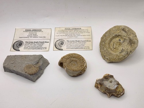 Bundle jurassic fossils - of,