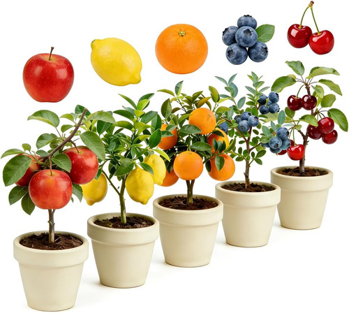 Mix dwarf bonsai fruit - mix,