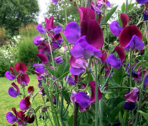 Sweet pea matucana lathyrus - sweet,