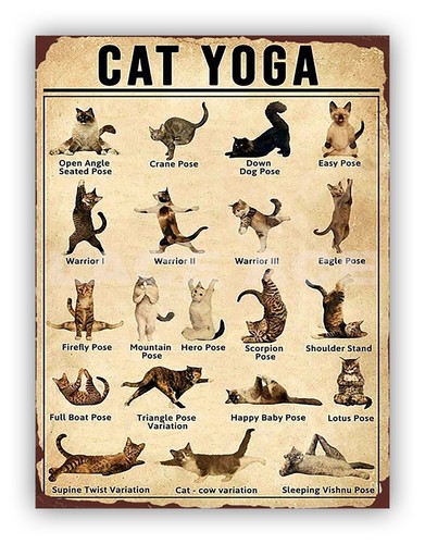 Funny cat yoga - funny, aluminium