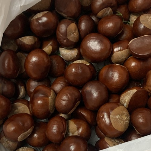 Chestnut tree seeds brown - tree,