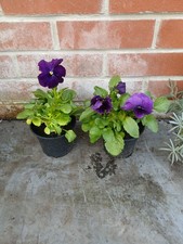 2 Winter Pansy plants in 10.5cm pots approx. Purple