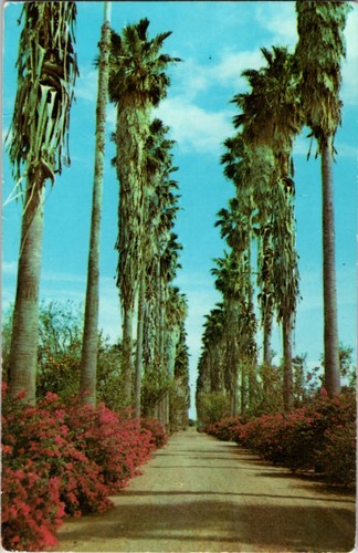 Weslaco postcard tall - tx,