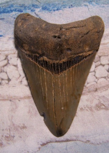 Megalodon shark tooth - 3, 1/8"