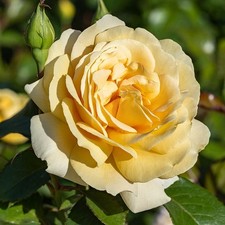 Rosa Sweet Memories