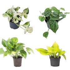 Pothos Houseplant Collection - 4 Mixed Varieties - Beginner Friendly Plants