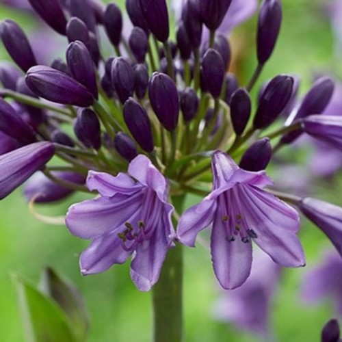 Agapanthus poppin purple a - purple, in