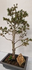 Pinea Spruce Bonsai Tree 48CM