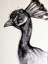 Peacock Pen Drawing