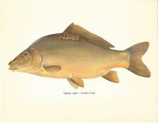 Beautiful Leather Carp Fish Book Print / Plate on Paper. 40+ years old