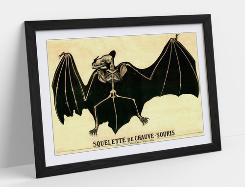 Vintage bat skeleton - vintage,