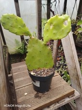 Opuntia big plant