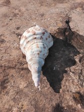 Lovely Large Size Trumpet Triton Seashell 25 Cm Long, What A Beauty