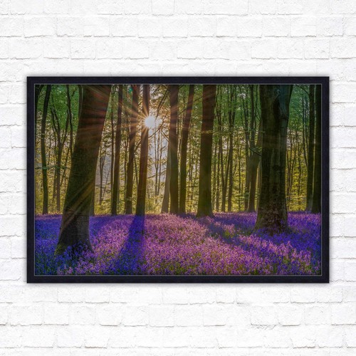 Bluebell forest sunrise in - bluebell,