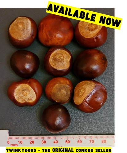 Medium conkers horse - 10,