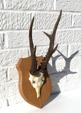 1974 ESKDALEMUIR SCOTLAND TAXIDERMY ROE DEER ANTLERS SKULL ON OAK SHIELD