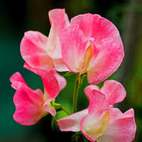 Sweet pea lathyrus seeds - pea,