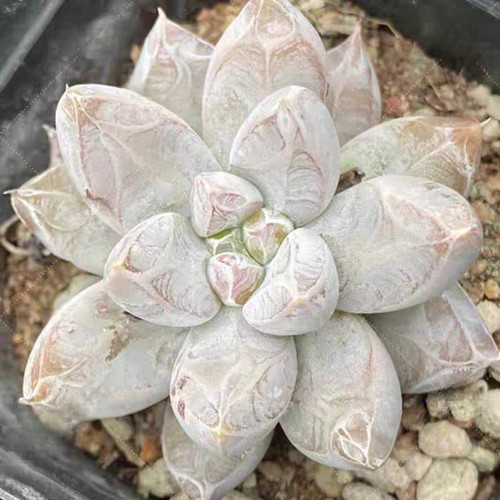 Echeveria tolimanensis seeds - tolimanensis,