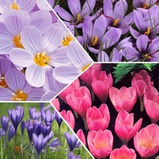 PICK & MIX PREMIUM Species Autumn CROCUS Flower BULBS RHS Saffron BEE LOVE